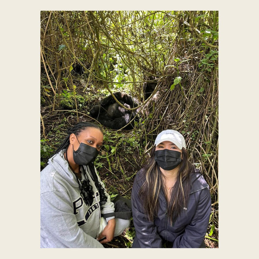 Gorilla trekking, Volcanoes National Park